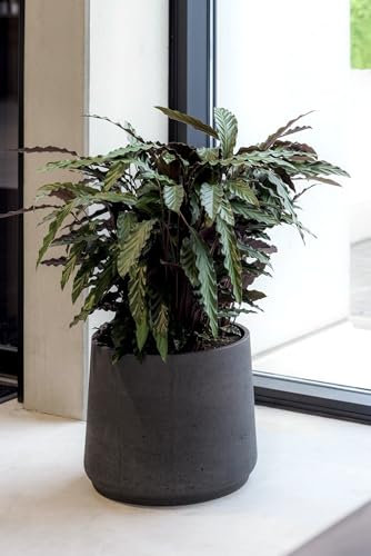 Finestgreen Patt Pflanzgefäß Schwarz XXL | Blumentopf für Innen- und Außenbereich, Frostfest, UV-Beständig, wasserdicht | Blumenkübel Betonoptik