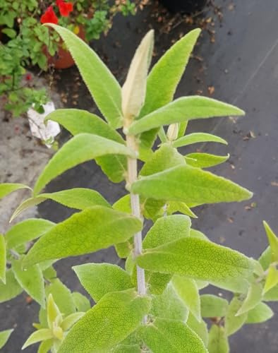 Buddleia salviifolia/Arbre aux papillons/Conteneur de 3 à 4 litres/Arbuste parfumé