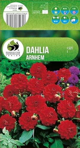 AGRONOM | DAHLIAS - ARNHEM | Bulbes de fleurs vivaces | Fleurs rouges | Cultivées dans les jardins fleuris, en pots et dans les pelouses fleuries | 1 bulbe