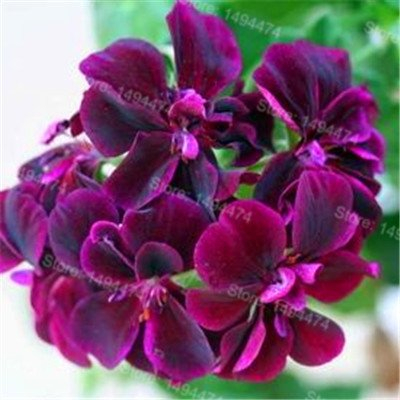 200pcs / bag Gerani rari misto semi di semi di colore semi di fiore Appleblossom Rosebud Pelargonium perenne fiore 3
