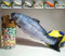 Maibar Chats Jouet Herbe a Chats cataire Jeux pour Chat Poisson Jouet de Chat (30cm, Truite)