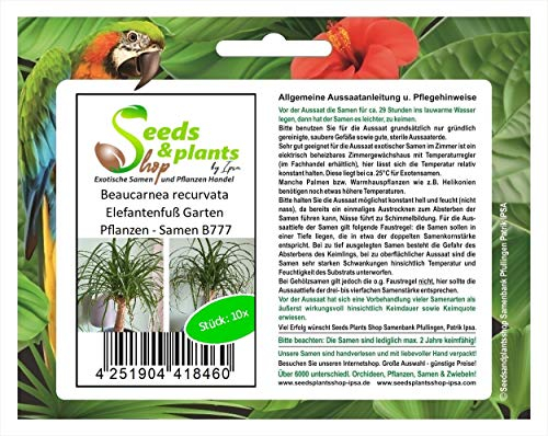 Stk - 10x Beaucarnea recurvata Elefantenfuß Garten Pflanzen - Samen B777 - Seeds & Plants Shop by Ipsa