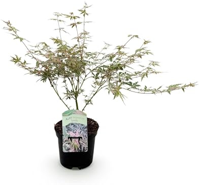 Japanischer Ahorn Acer palmatum Iyoshi Rosa Balkonpflanze Ø19cm 70cm | Fein geschnittener Zierahorn, Für Beet & Balkon