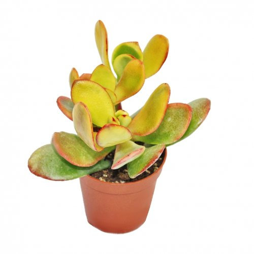 Exotenherz - Crassula portulacea Sunset - große Pflanze im 12cm Topf