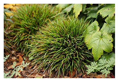 Stauden Gänge 1 x Luzula pilosa 'Igel' Behaarte Hainsimse winterhart