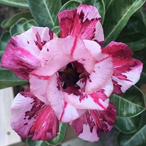 Haloppe 20Pcs Rose Fiori Piante Semi per la piantagione del giardino domestico, Semi di rosa del deserto Dolce Adenium Obesum Semi di rosa del deserto per ufficio A