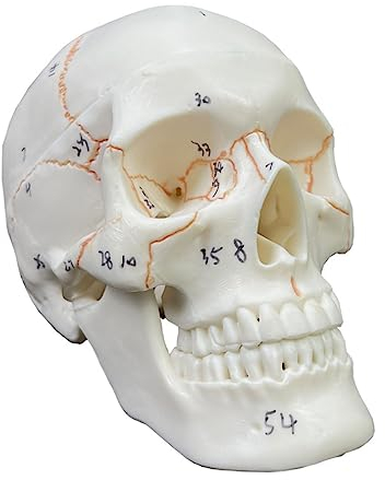UPIKIT Human Anatomical Half Head Face Anatomy Brain Neck Median Section Study Model Nerve Blood Vessel for Teaching