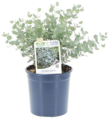 KENTIS - Eucalyptus Gunnii - Pianta di Eucalipto - Piante Vere da Esterno Resistenti - Pianta da Giardino Antizanzara - H 30-40 Vaso Ø 15 cm