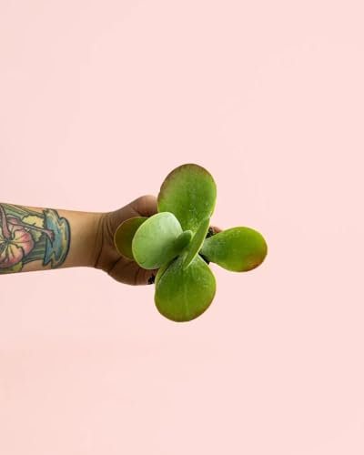 Kalanchoe Mini | Plantas Naturales | Pur Plant