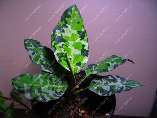 50 PC/bag Aglaonema ‚Pink Dud‘, schöne Mosaik Pflanzen immergrüne Bäume Blumensamen, Zimmerpflanze Hausgarten Topf