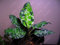 50 PC/bag Aglaonema ‚Pink Dud‘, schöne Mosaik Pflanzen immergrüne Bäume Blumensamen, Zimmerpflanze Hausgarten Topf