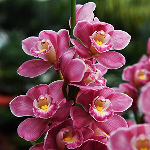 Saterkali Semi di Cymbidium, 100 Pz/borsa Semi di Cymbidium Impollinazione aperta Facile da coltivare Semi di orchidea Cymbidium naturali eleganti per giardino Seme