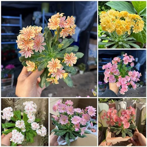 200 pcs lewisia pflanze samen, porzellanröschen, pflanzen samen indoor, pflanzen winterhart, Lewisia cotyledon, wildblumen, winterharte stauden schnittblumen, exotische pflanzen blumen