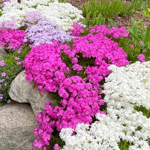 bodendecker phlox winterhart - garten bio balkon mehrjährig 250samen