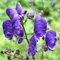 6 x Blauer Eisenhut - Aconitum Napellus Topf 9x9cm: Elegante blaue Blütenähren.