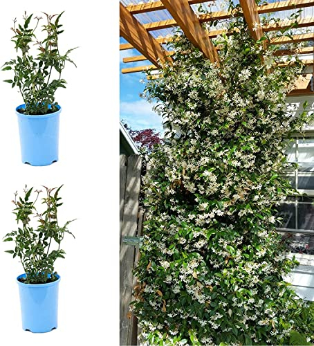 Jasmine Officinale Clotted Cream x 2 Plants - Jasminum Officinale - Deciduous Climber Plants in 9cm Pots (4 Plants)