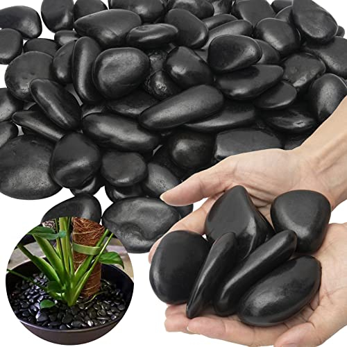 Black River Rocks Groß für Landschaftsbau Outdoor Polierte schwarze Kieselsteine für Pflanzen Garten Dekorative Steine 6,8 kg Black River Rock Stones, 1 bis 2 Zoll
