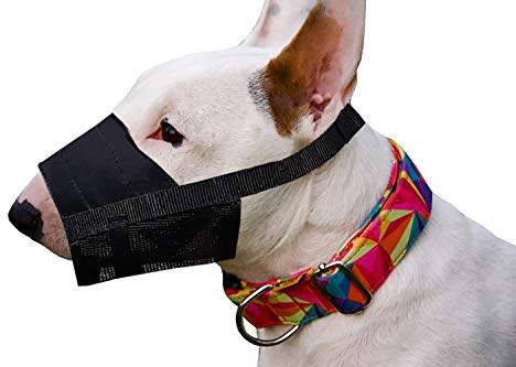 Dingo Weiches Nylon Maulkorb mit atmungsaktivem Netz für kleine Rassen, Welpen, Schnauzer Klein Parson Russel Terrier Pinczer Verstellbarer Halsgurt Schwarz 16774-2