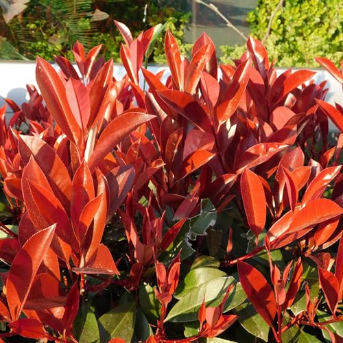 Frasers Glanzmispel – Photinia fraseri Red Robin – Heckenpflanze – Blatt rot grün – 8 Pflanzen – 1 laufender Meter – immergrün – 9cm Höhe 30-35cm