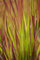 Imperata cylindrica 'Red Baron' - Japanisches Blutgras, leuchtend rote Blätter, ideal für Rabatten, pflegeleicht, winterhart