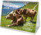 Kuhzauber DIN A5 Tischkalender für 2025 Kühe Rind Kalb - Seelenzauber