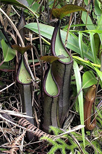 Nepenthes Ramispina Black Knight Plante Carnivore Des Highlands Très Rare