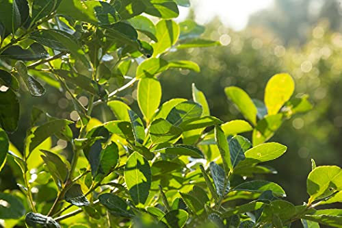 Lot de 5 semences d'arbustes de maté - Ilex Paraguariensis - Pour le célèbre thé maté