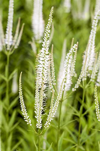Veronicastrum virginicum 'Album' ca. 11x11 cm Topf - Kandelaber-Ehrenpreis, weiße Blüten, Blütezeit Juli-September, ideal für Rabatten, bienenfreundlich, pflegeleicht