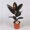 „Gummibaum Ficus Elastica Abidjan 30-40 cm cm – Robuste Zimmerpflanze für Wohn- und Bürodekoration, pflegeleicht, luftreinigend, ideal für helles Licht