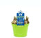 Bulbo de Muscari con Flores de Color Azul Planta Natural de Exterior