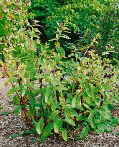 Phytolacca acinosa 11 cm Topf – Winterhart Mehrjährig Pflegeleicht – Kermesbeere – Staude für Beet & Garten