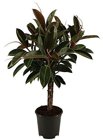 Ficus Elastica Melany Rubber Plant 80 cm tall in a 21 cm Pot