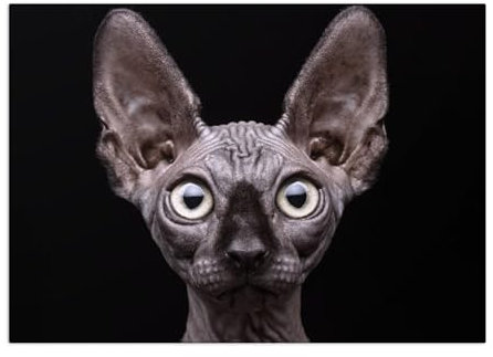Displate - Poster aus Metall - Magnet-Montage - World Class Photos - Animals - Sphynx Cat - Größe M - 32x45cm Matt