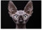 Displate - Poster aus Metall - Magnet-Montage - World Class Photos - Animals - Sphynx Cat - Größe M - 32x45cm Matt