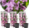 Plant in a Box - Clematis 'Hagley Hybrid' - 3er Set - Kletterpflanze mit leuchtend rosa Blüten - Pflegeleichte, Winterharte Gartenpflanze - Topf 9cm - Höhe 25-40cm