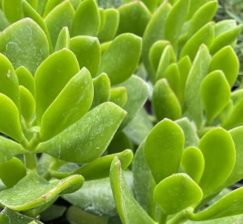 Crassula Ovata (Money Plant) XXL Supersize Plug Plants Pack x3