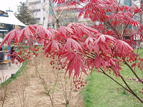 5 Samen Packung -Roter-Blutfächer-Ahorn- -Winterhart- *Bonsai geeignet*