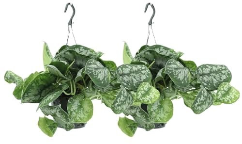 Efeutute – Scindapsus pictus Trebie Epipremnum – 2 Pflanzen – Ø15cm – Höhe ca. 25cm – Pflegeleichte Zimmerpflanzen – Rank- & Hängepflanzen mit silber gemusterten Blättern