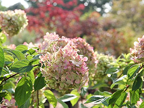 Rispenhortensie Limelight - weiß & rosa Blüte - Hydrangea paniculata Limelight - Containerware 40-60 cm - Garten von Ehren®
