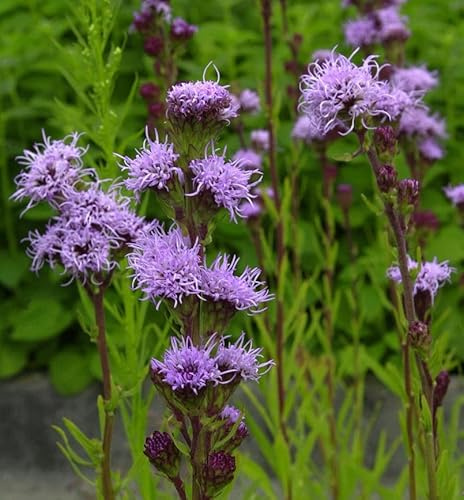 Rohrblütige Prachtscharte - Liatris aspera - lebende Gartenpflanze aus den Baumschulen