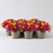 6er-Set Zauberglöckchen, Calibrachoa-Hybride 'Candy House' echte Pflanzen, orange-gelb-pink, im Topf je 12 cm