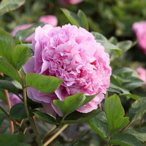 Pfingstrosen pflanzen Rhizom zwiebeln,Winterhart Mehrjährig,stauden, im Frühling blühende Blumenzwiebeln,pfingstrosen pflanzen winterhart(Glühbirnen,nicht künstlich)-5zwiebeln-D