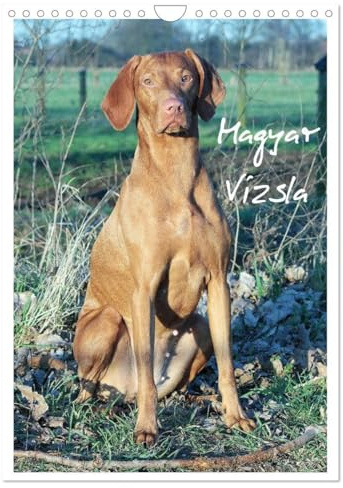 Magyar Vizsla (Wandkalender 2026 DIN A4 hoch), CALVENDO Monatskalender: Familienplaner mit Fotos des Magyar Vizsla (CALVENDO Tiere)