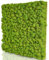 naturewalls Moospaneele Premium - 50 x 50 - Moosbild Islandmoos - Mooswand selber machen - Moosplatte