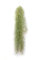 PLANDAIRE - Air Plant Tillandsien Usneoides - Feenhaar Weiß - Tillandsien Hängend – Hängepflanze – Hängedeko - Luftpflanzen Hängend - Feenhaar Weiß - Pflanze Ohne Erde (1, 80-90 cm)