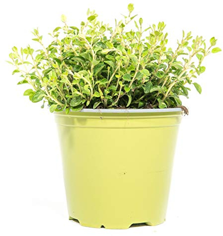 mgc24 Oregano, echte Kräuterpflanzen im 14-cm-Topf, 3 Stück | Origanum vulgare, Höhe ca. 10 cm, frische Topfpflanze, aromatisches Küchenkraut, für Küche, Garten, Balkon und Kübel