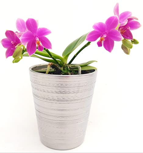 POWERS TO FLOWERS - ORCHIDEA PHALAENOPSIS PROFUMATA, LIODORO, LOVE POTION IN VASO CERAMICA ARGENTO, Pianta Vera