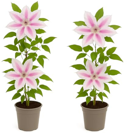 Exotenherz Kletterpflanzen - Clematis Nelly Moser - 2er Set - 11cm Topf