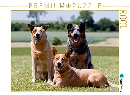 CALVENDO Puzzle EIN Motiv aus dem Kalender Faszinierende Australian Cattle Dogs | 1000 Teile Lege-Größe 64 x 48 cm Foto-Puzzle für glückliche Stunden