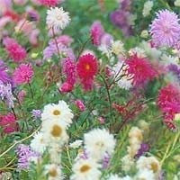 Halbdünger: 2 Halbsonden in der Sonne Bodendecker-Mix WF114